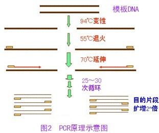 NucleosteminPCRԼͼƬ