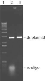 Exonuclease I X40501K X40505K 5000 UnitsͼƬ