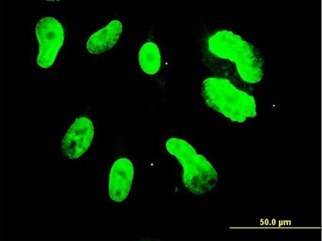 Monoclonal Anti-TBX3 antibody produced in mouse