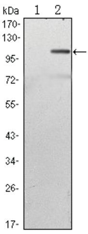 Monoclonal Anti-TAB2 antibody produced in mouse