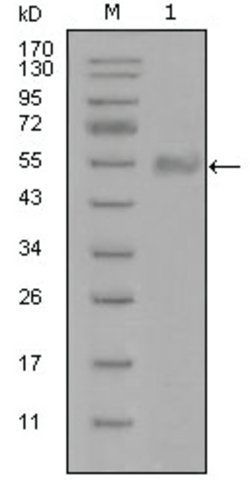 Monoclonal Anti-SYT1 antibody produced in mouse