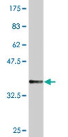 Monoclonal Anti-TAPBPL antibody produced in mouse