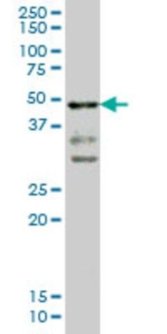 Monoclonal Anti-T antibody produced in mouse