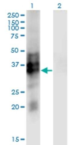 Monoclonal Anti-SYP antibody produced in mouse