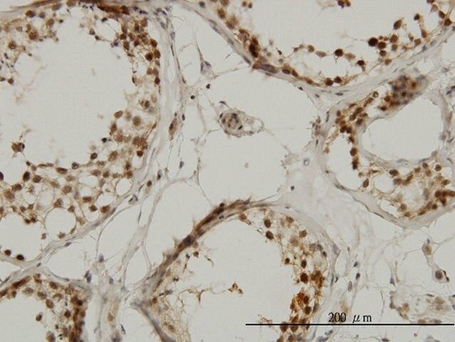 Monoclonal Anti-TAF1L antibody produced in mouse