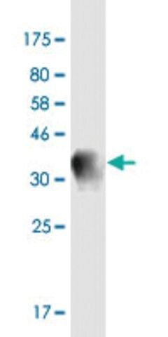 Monoclonal Anti-SYT13 antibody produced in mouse