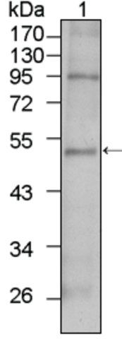 Monoclonal Anti-TBX5 antibody produced in mouse