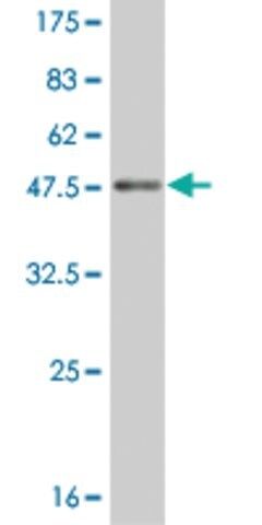 Monoclonal Anti-TAF1, (C-terminal) antibody produced in mouse