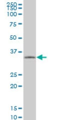 Monoclonal Anti-TAZ antibody produced in mouse