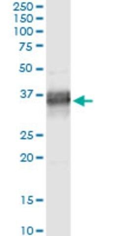 Monoclonal Anti-PLSCR1 antibody produced in mouse