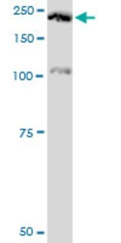 Monoclonal Anti-PLXNA2 antibody produced in mouse