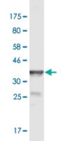 Monoclonal Anti-POGK antibody produced in mouse