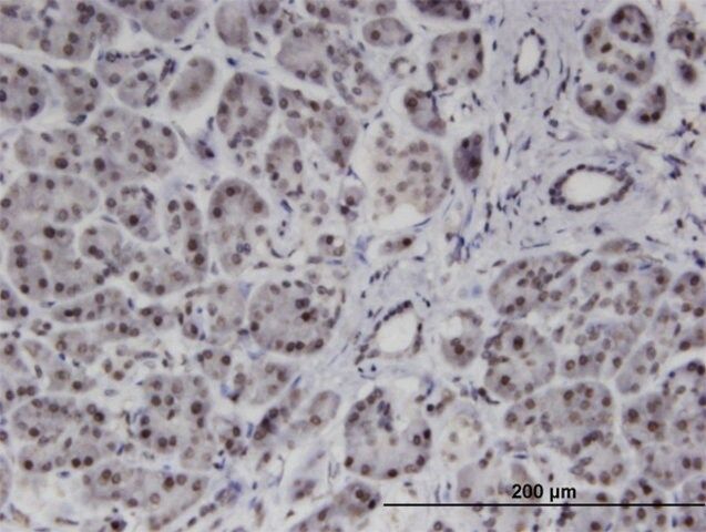 Monoclonal Anti-PMFBP1 antibody produced in mouse