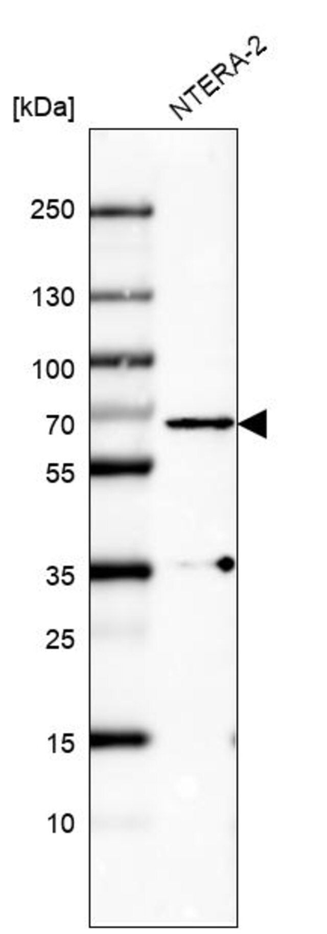 Monoclonal Anti-PLK1 antibody produced in mouse