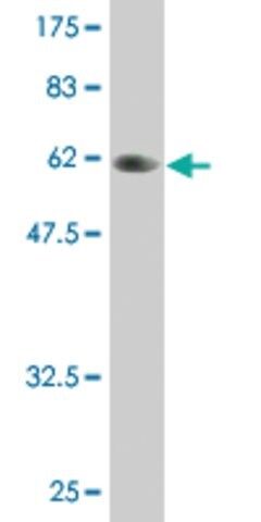 Monoclonal Anti-PLSCR3 antibody produced in mouse