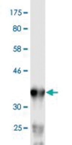 Monoclonal Anti-PNMA1 antibody produced in mouse