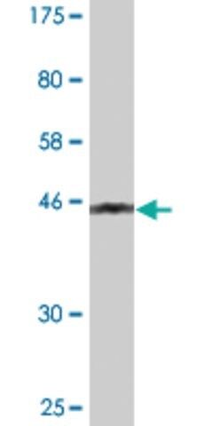 Monoclonal Anti-PMCH antibody produced in mouse