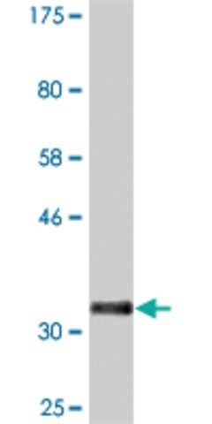 Monoclonal Anti-PLSCR3 antibody produced in mouse