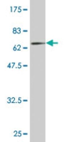 Monoclonal Anti-PNMA2 antibody produced in mouse