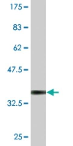 Monoclonal Anti-ESD antibody produced in mouse