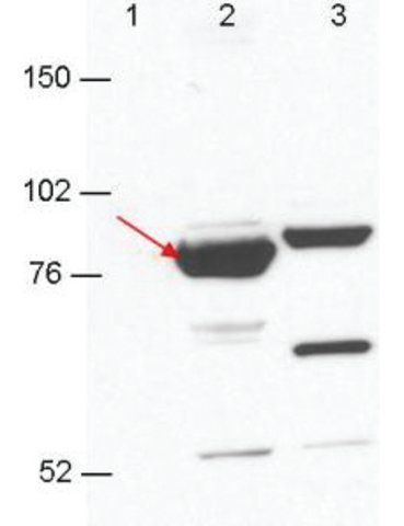 Monoclonal Anti-Esrp-1/2 antibody produced in mouse