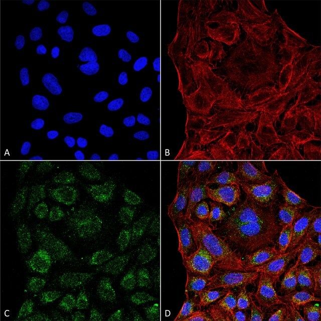 Monoclonal Anti-ERp57-Horseradish Peroxidase antibody produced in mouse