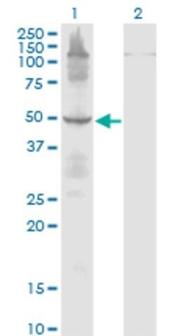 Monoclonal Anti-ETF1, (C-terminal) antibody produced in mouse