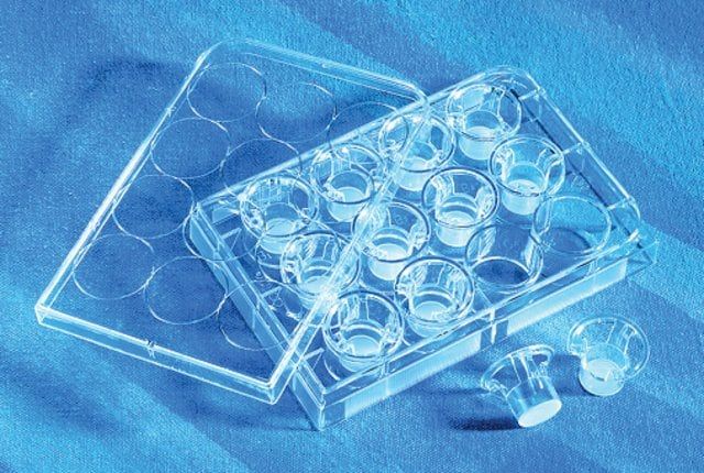 Corning<sup>?</sup> Transwell<sup>?</sup> polycarbonate membrane cell culture inserts