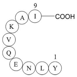 ferritin heavy chain fragment [Multiple species]ͼƬ