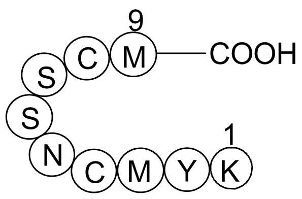 p53 tumor suppressor fragmentͼƬ