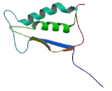 Caspase-5,human recombinant proteinͼƬ