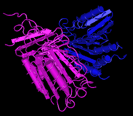 Caspase-6,human recombinant proteinͼƬ