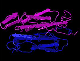 IL-17A,human recombinant proteinͼƬ