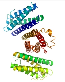 G-CSF,murine recombinantͼƬ