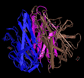 BAFF,human recombinant proteinͼƬ