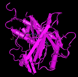 VEGFR-2,human recombinant proteinͼƬ