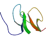 WNT-1,human recombinant proteinͼƬ