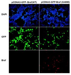 BRAF(G469E)С󵥿ͼƬ