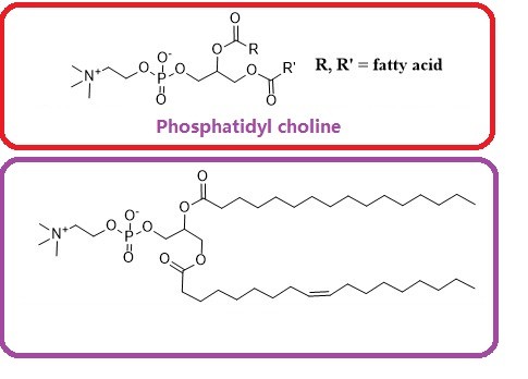 Phosphatidyl choline(from egg yolk)ͼƬ