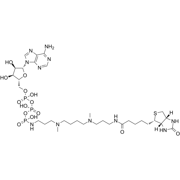 ATP-polyamine-biotinͼƬ