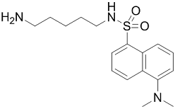 DansylcadaverineͼƬ