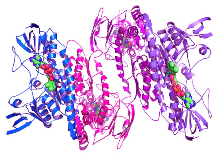 ǺøA6(RNASE6)ͼƬ