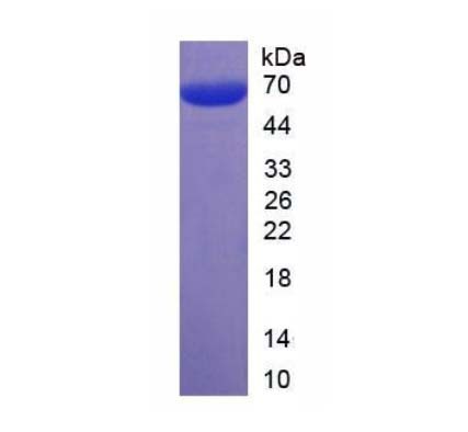 ئ-112/-defensin 112ͼƬ