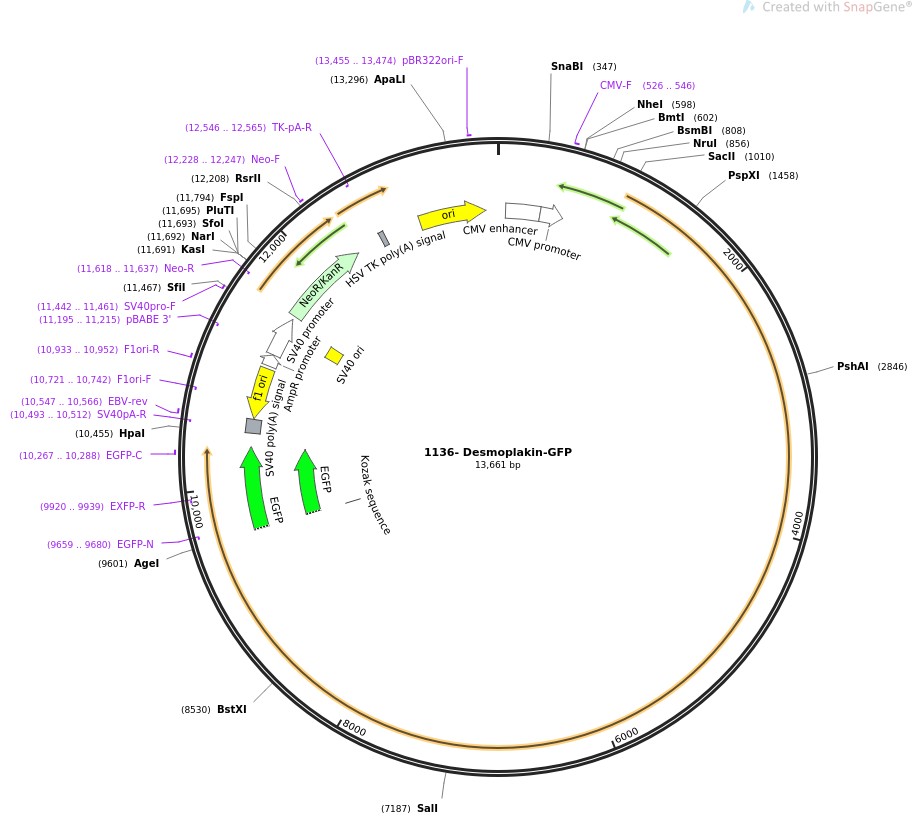 1136-Desmoplakin-GFPͼƬ