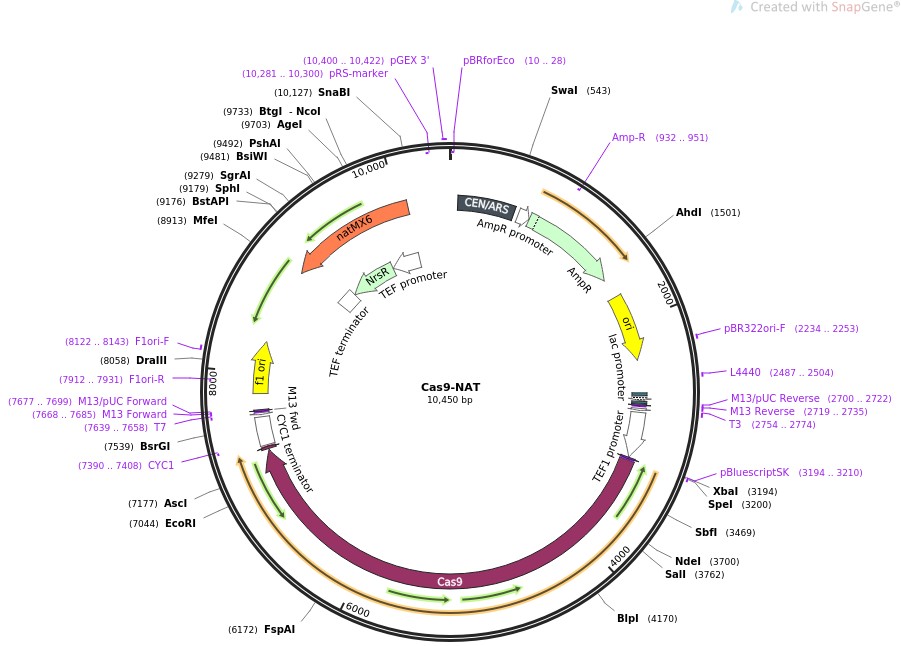 Cas9-NATͼƬ