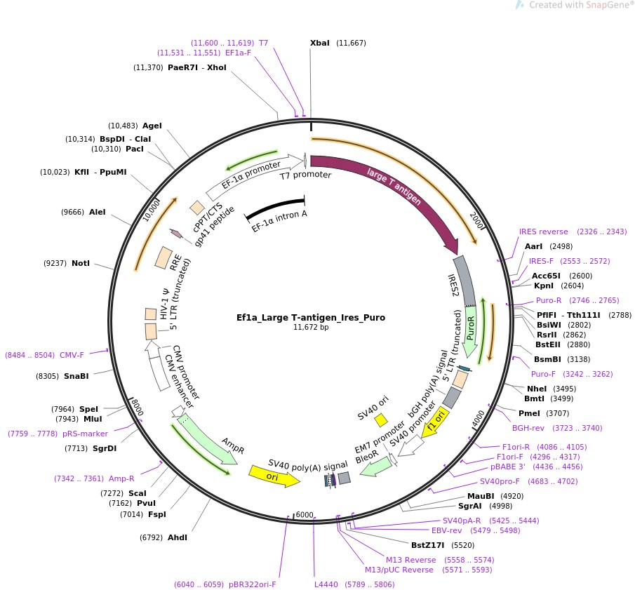 Ef1a-Large T-antigen-Ires-PuroͼƬ