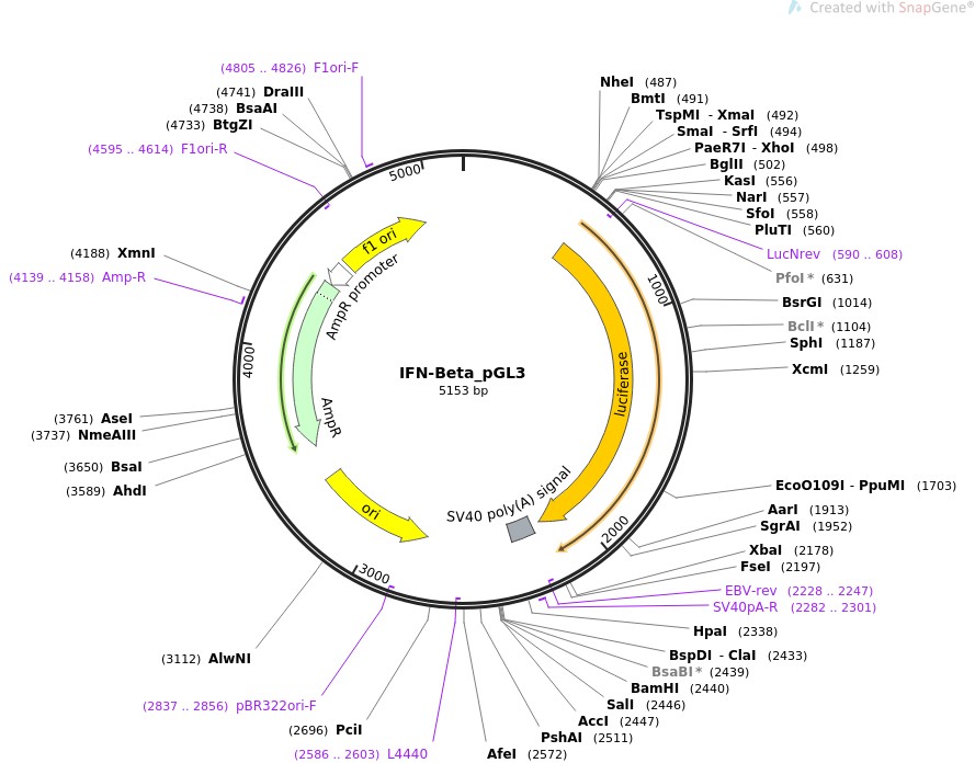 IFN-Beta-pGL3ͼƬ