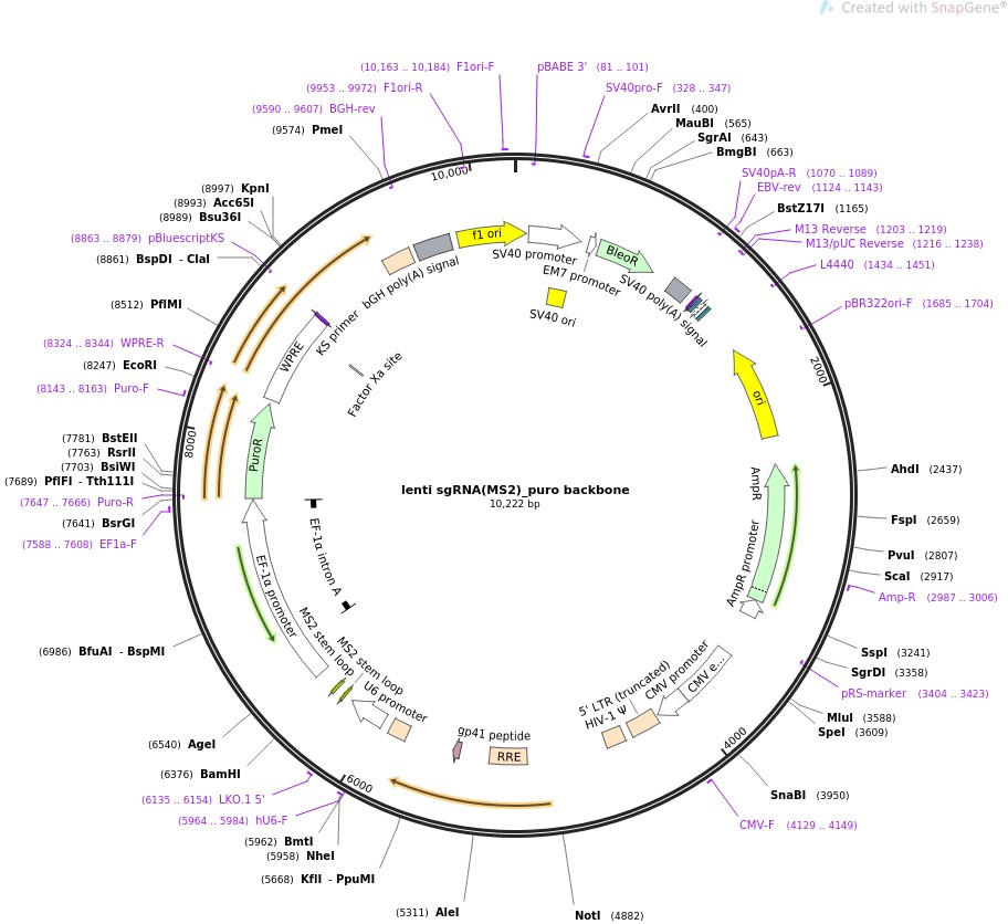 lenti sgRNA(MS2)-puro backboneͼƬ