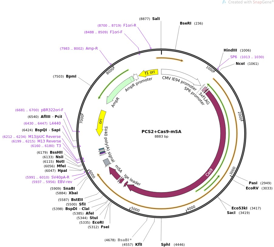 PCS2+Cas9-mSAͼƬ