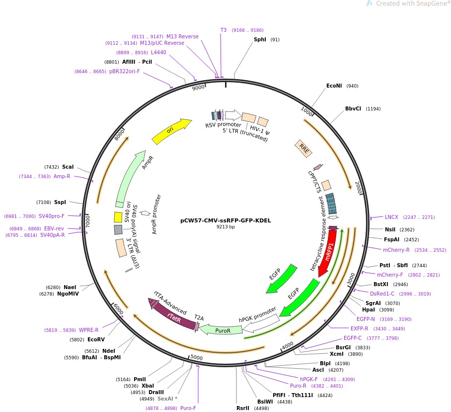 pCW57-CMV-ssRFP-GFP-KDELͼƬ